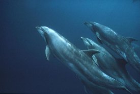 Mark Jones - Bottlenose Dolphins, Roca Redonda, Galapagos Islands, Ecuador