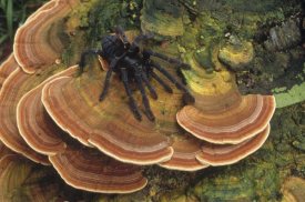 Mark Jones - Tarantula large female wandering over bracket fungus, North Sulawesi, Indonesia