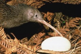 Mark Jones - North Island Brown Kiwi parent with egg, New Zealand