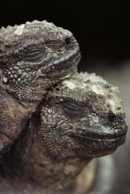 Mark Jones - Marine Iguana pair resting, Hood Island, Galapagos Islands, Ecuador