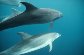 Tui De Roy - Bottlenose Dolphin pod underwater, Roca Redonda, Galapagos Islands, Ecuador