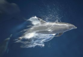 Tui De Roy - Bottlenose Dolphin leaping playfully, Hood Island, Galapagos Islands, Ecuador