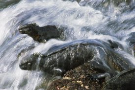 Tui De Roy - Marine Iguana pair in surf resting on rocks,  Galapagos Islands, Ecuador