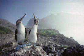 Tui De Roy - Blue-footed Booby pair, Galapagos Islands, Ecuador