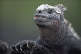 Tui De Roy - Marine Iguana male with molting head scales, Galapagos Islands, Ecuador