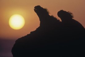 Tui De Roy - Marine Iguana pair silhouetted on lava shore, Galapagos Islands, Ecuador