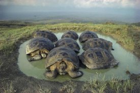 Tui De Roy - Galapagos Giant Tortoises wallowing, Alcedo Volcano, Galapagos