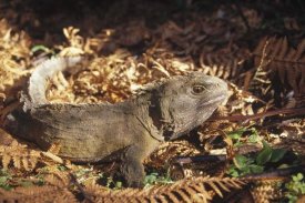 Tui De Roy - Tuatara 70 year old male, New Zealand