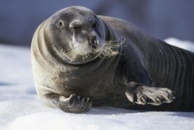 Tui De Roy - Bearded Seal resting on ice floe, Svalbard, Norwegian Arctic