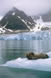 Tui De Roy - Bearded Seal resting on ice floe, Spitsbergen, Svalbard, Norwegian Arctic