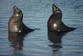 Tui De Roy - Galapagos Sea Lion pair sunning in tide pool,  Galapagos Islands, Ecuador