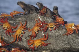 Tui De Roy - Sally Lightfoot Crabs and Marine Iguanas, Galapagos Islands, Ecuador