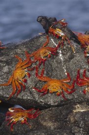 Tui De Roy - Sally Lightfoot Crabs and Marine Iguanas, Galapagos Islands, Ecuador