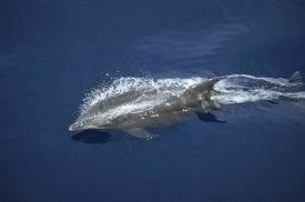 Tui De Roy - Bottlenose Dolphin leaping playfully through calm seas, Panama Bight, Panama