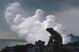 Tui De Roy - Marine Iguana and steam from new lava flow, Cape Hammond, Galapagos Islands