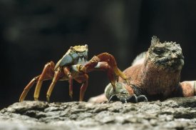 Tui De Roy - Marine Iguana male with Sally Lightfoot Crab, Galapagos Islands, Ecuador