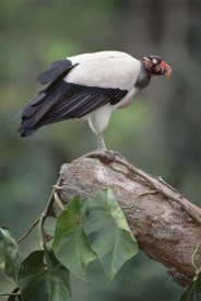 Tui De Roy - King Vulture, Tambopata, Peruvian Amazon, Peru