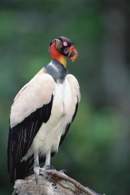 Tui De Roy - King Vulture in full breeding colors, Tambopata, Peruvian Amazon, Peru