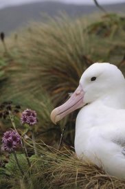 Tui De Roy - Southern Royal Albatross on nest, Campbell Island, New Zealand