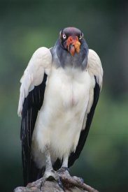 Tui De Roy - King Vulture portrait,Tambopata River, Peruvian Amazon