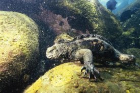 Tui De Roy - Marine Iguana grazing on seaweed in wave, Academy Bay, Galapagos Islands