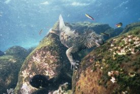 Tui De Roy - Marine Iguana grazing on seaweed in wave, Academy Bay, Galapagos Islands