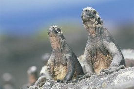 Tui De Roy - Marine Iguanas sky pointing to keep cool, Punta Espinosa, Galapagos Islands