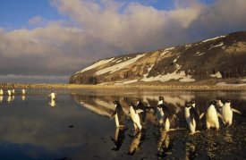 Tui De Roy - Adelie Penguin group commuting, Cape Adare, Ross Sea, Antarctica