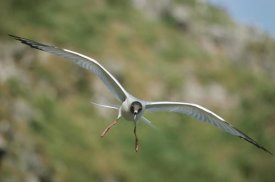 Tui De Roy - Swallow-tailed Gull flying, Tower Island, Galapagos Islands, Ecuador