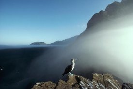 Tui De Roy - Blue-footed Booby, Vicente Roca, Galapagos Islands, Ecuador