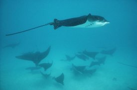 Tui De Roy - Spotted Eagle Ray schooling in protective group, Galapagos Islands, Ecuador