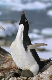 Tui De Roy - Adelie Penguin on nest with chicks, Petermann Island, Antarctica