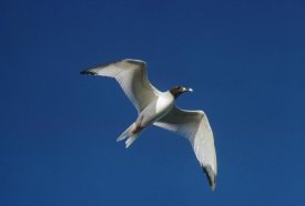 Tui De Roy - Swallow-tailed Gull flying, South Plaza Island, Galapagos Islands, Ecuador