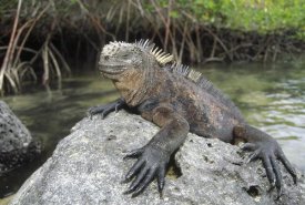 Tui De Roy - Marine Iguana clings to lava rock, Academy Bay, Galapagos Islands, Ecuador