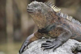 Tui De Roy - Marine Iguana clings to lava rock, Academy Bay, Galapagos Islands, Ecuador