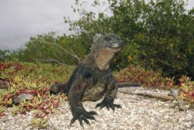 Tui De Roy - Marine Iguana male, Academy Bay, Galapagos Islands, Ecuador