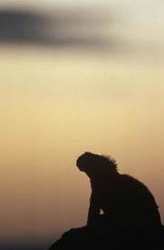 Tui De Roy - Marine Iguana silhouette Galapagos Islands, Ecuador
