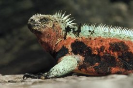 Tui De Roy - Marine Iguana male in breeding color, Galapagos Islands, Ecuador