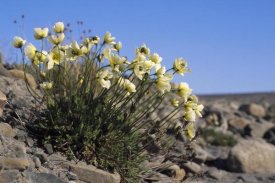 Tui De Roy - Svalbard Poppy, Spitsbergen, Svalbard, Norwegian Arctic
