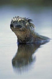 Tui De Roy - Marine Iguana, Punta Espinosa, Galapagos Islands, Ecuador