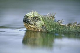 Tui De Roy - Marine Iguana, Punta Espinosa, Galapagos Islands, Ecuador
