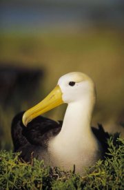 Tui De Roy - Waved Albatross, Galapagos Islands, Ecuador