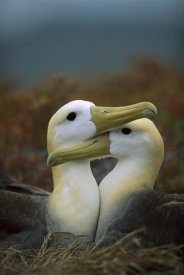 Tui De Roy - Waved Albatross pair bonding, Galapagos Islands, Ecuador