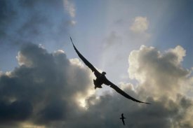 Tui De Roy - Waved Albatross flying over nesting colony, Galapagos Islands, Ecuador