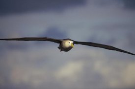 Tui De Roy - Waved Albatross flying, Galapagos Islands, Ecuador