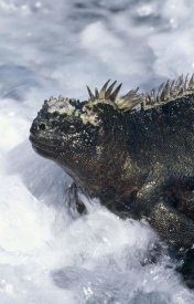 Tui De Roy - Marine Iguana in surf, Punta Espinosa, Galapagos Islands, Ecuador