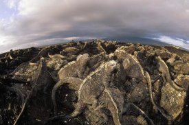 Tui De Roy - Marine Iguana dense colony basking on lava, Galapagos Islands, Ecuador