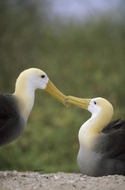 Tui De Roy - Waved Albatross pair bonding, Galapagos Islands, Ecuador