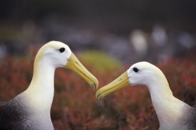 Tui De Roy - Waved Albatross courtship display, Galapagos Islands, Ecuador