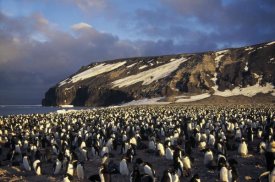 Tui De Roy - Adelie Penguin dense colony, late summer, Cape Adare,  Antarctica